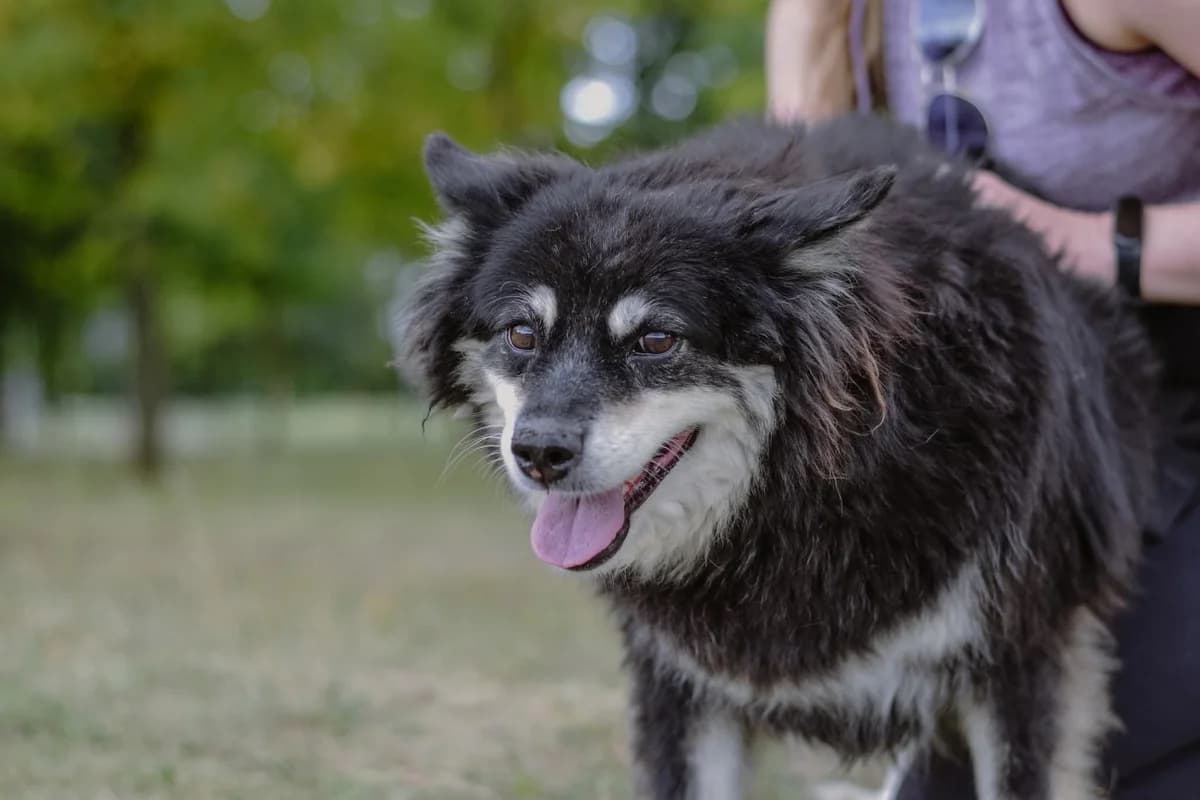 Fruzia, Mixed Breed for adoption at Schronisko Radom, Radom