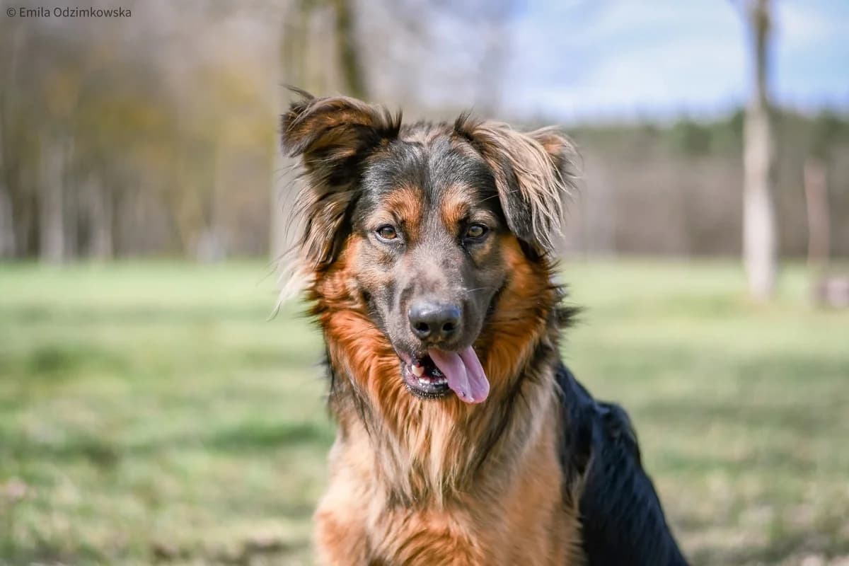 Fuks, male Mixed Breed for adoption at Schronisko Radom, Radom