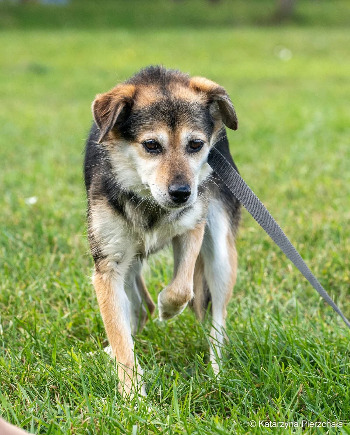 Gabrysia,  Mixed Breed for adoption at Schronisko Radom, Radom