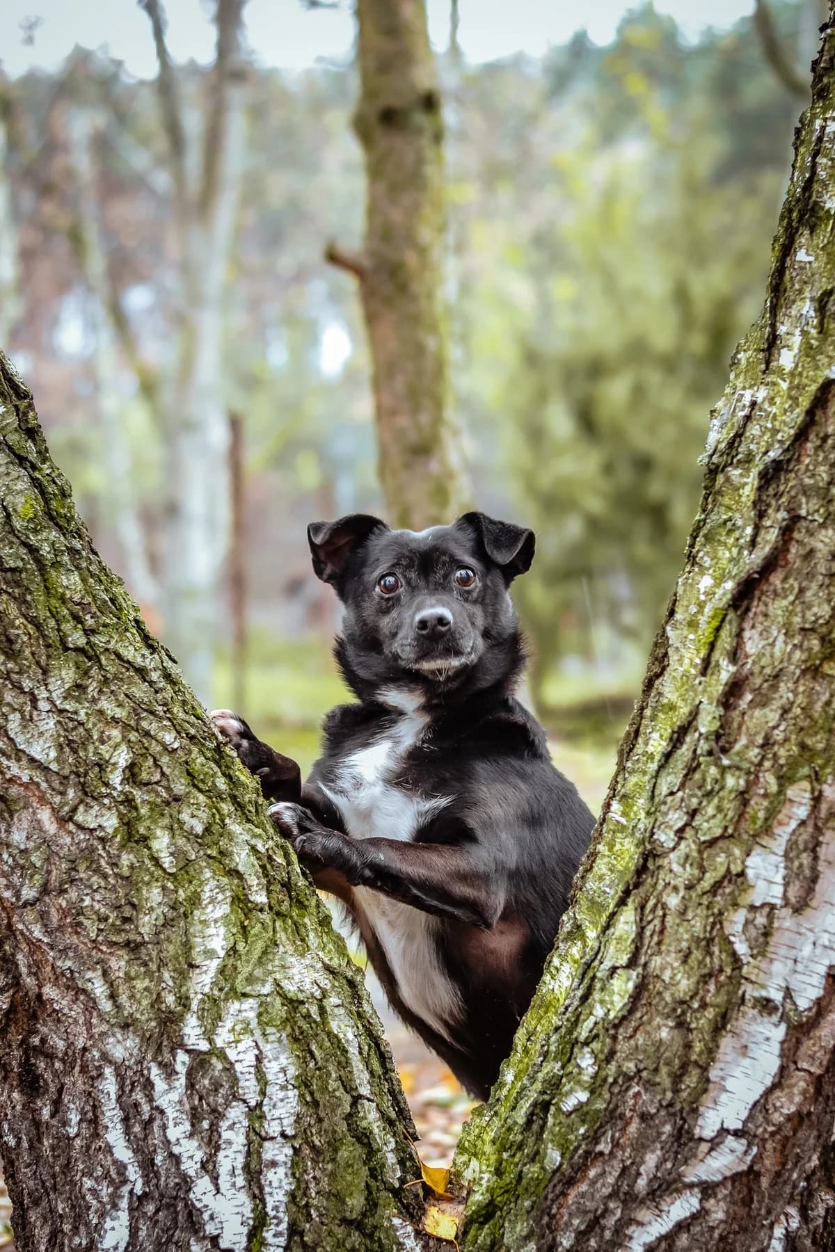 Gargamel, Mixed Breed for adoption at Schronisko Radom, Radom