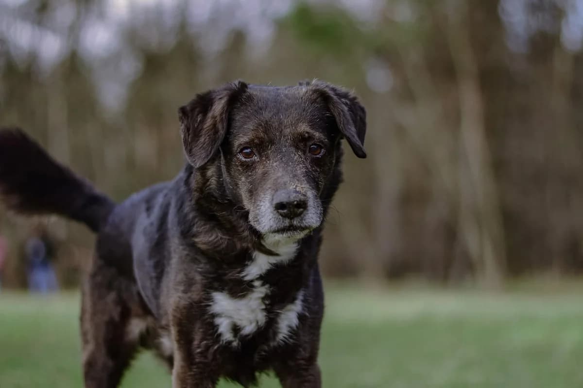 Gary, Mixed Breed for adoption at Schronisko Radom, Radom