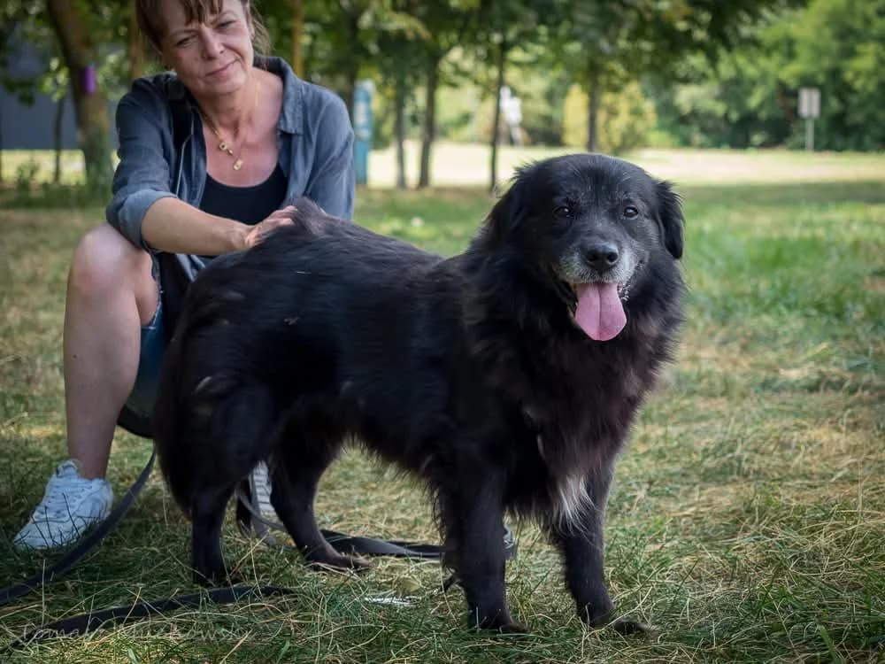 Gazik, male Mixed Breed for adoption at Schronisko Radom, Radom