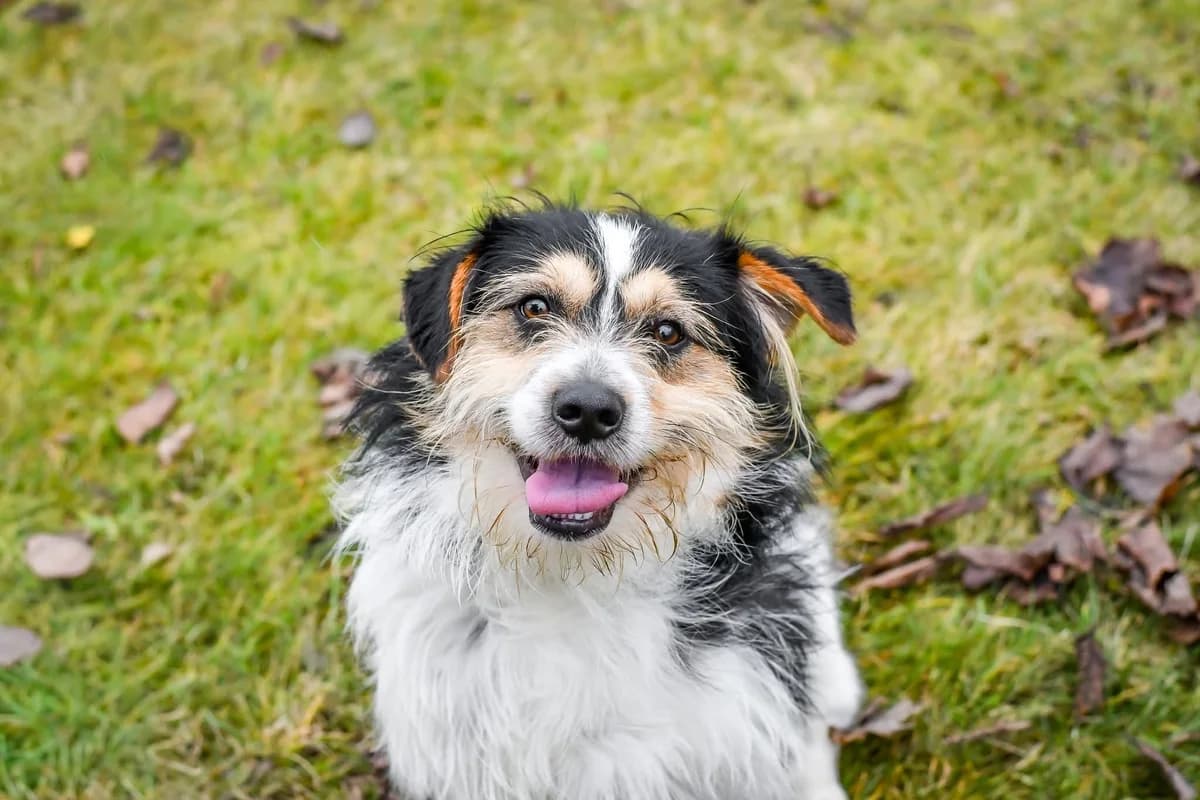 Grot, female young Mixed Breed for adoption at Schronisko Radom, Radom