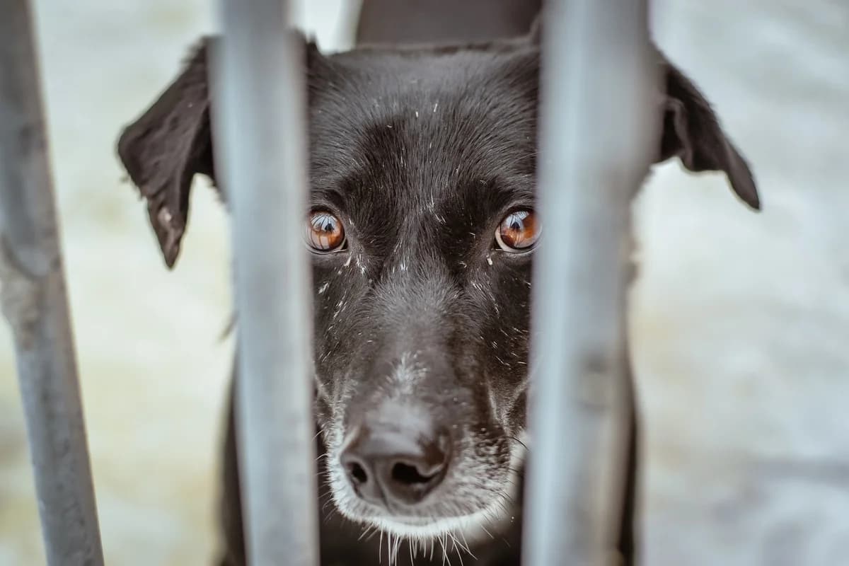 Hachiko, Mixed Breed for adoption at Schronisko Radom, Radom