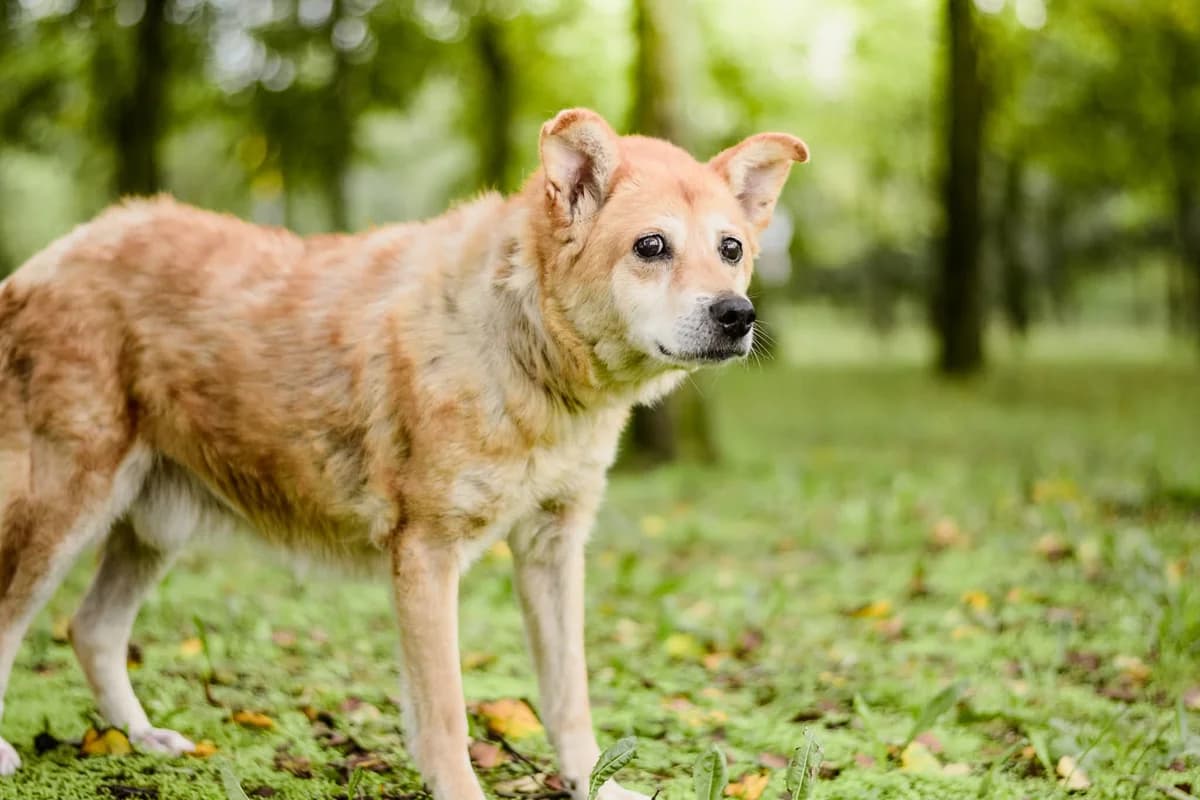 Hachiko,  senior Mixed Breed for adoption at Schronisko Radom, Radom