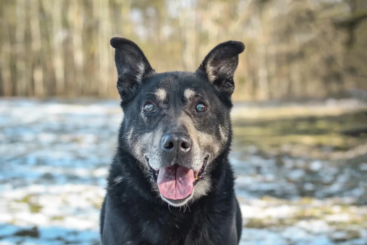 Hasan, senior Mixed Breed for adoption at Schronisko Radom, Radom