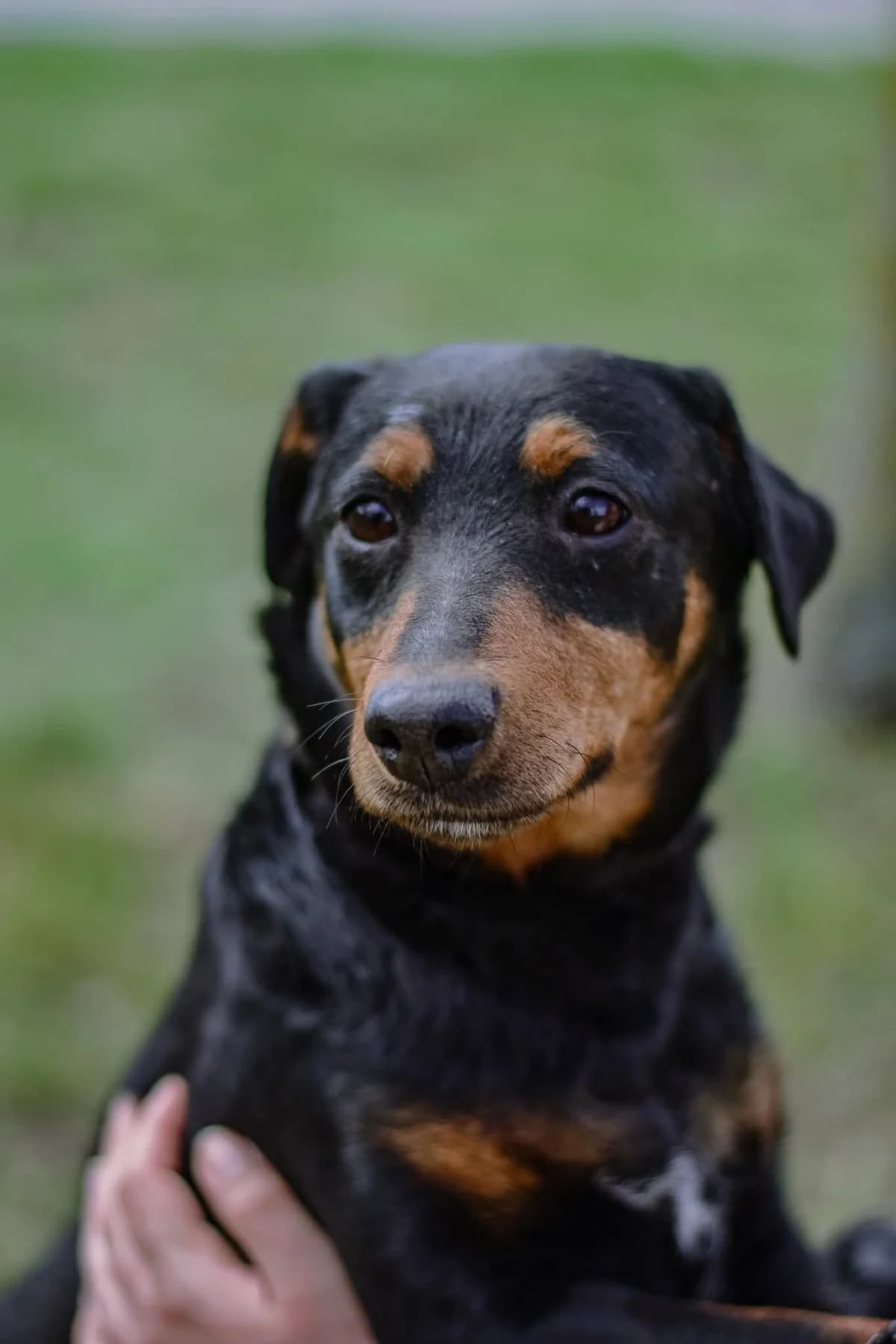 Hera, Mixed Breed for adoption at Schronisko Radom, Radom