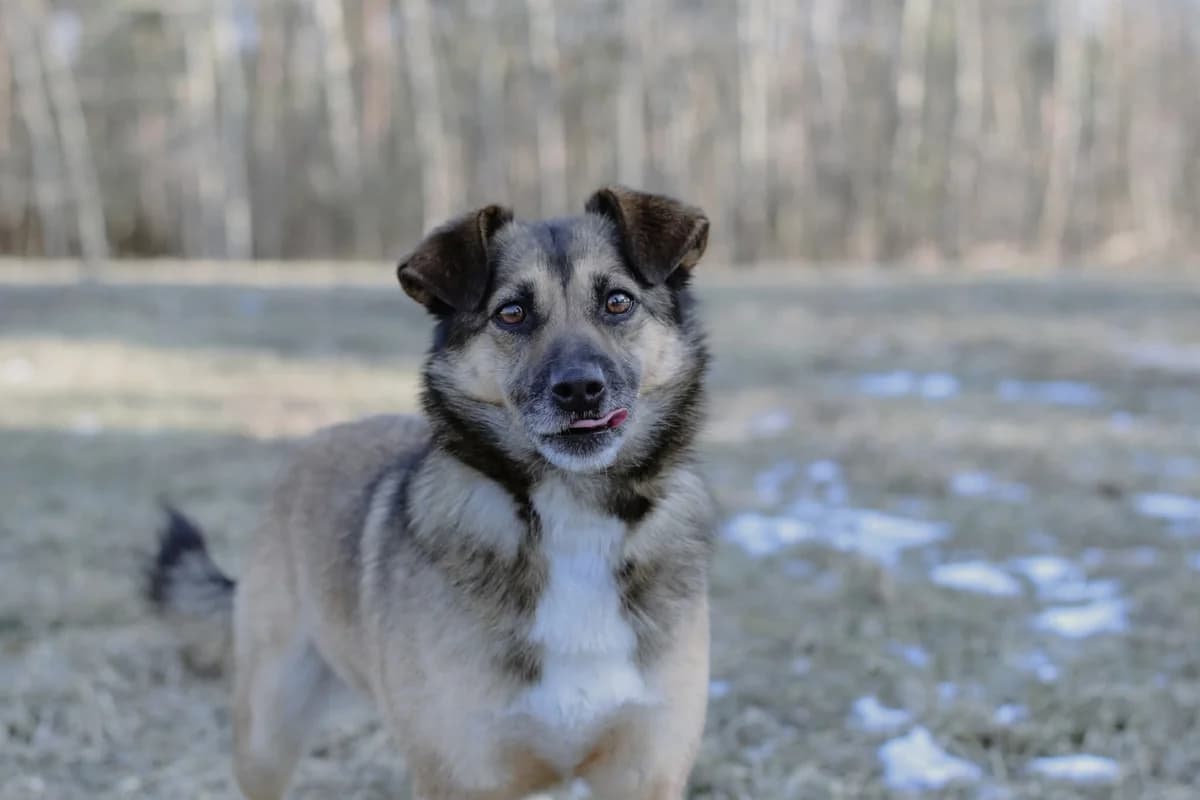 Huggy, female Mixed Breed for adoption at Schronisko Radom, Radom