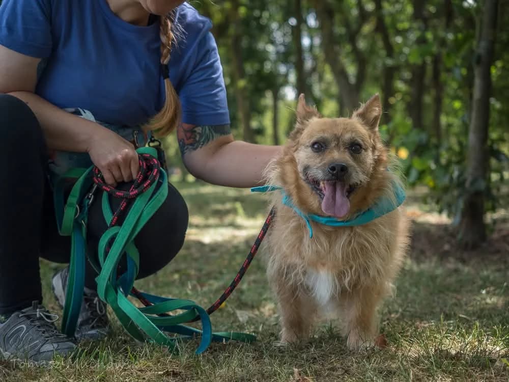 Hugo,  Mixed Breed for adoption at Schronisko Radom, Radom