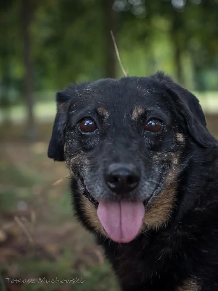 Jacek, senior Mixed Breed for adoption at Schronisko Radom, Radom