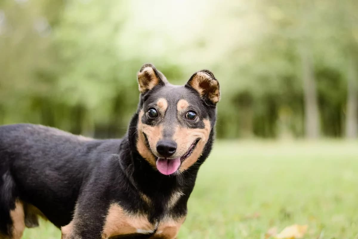 Jaskier, male Mixed Breed for adoption at Schronisko Radom, Radom