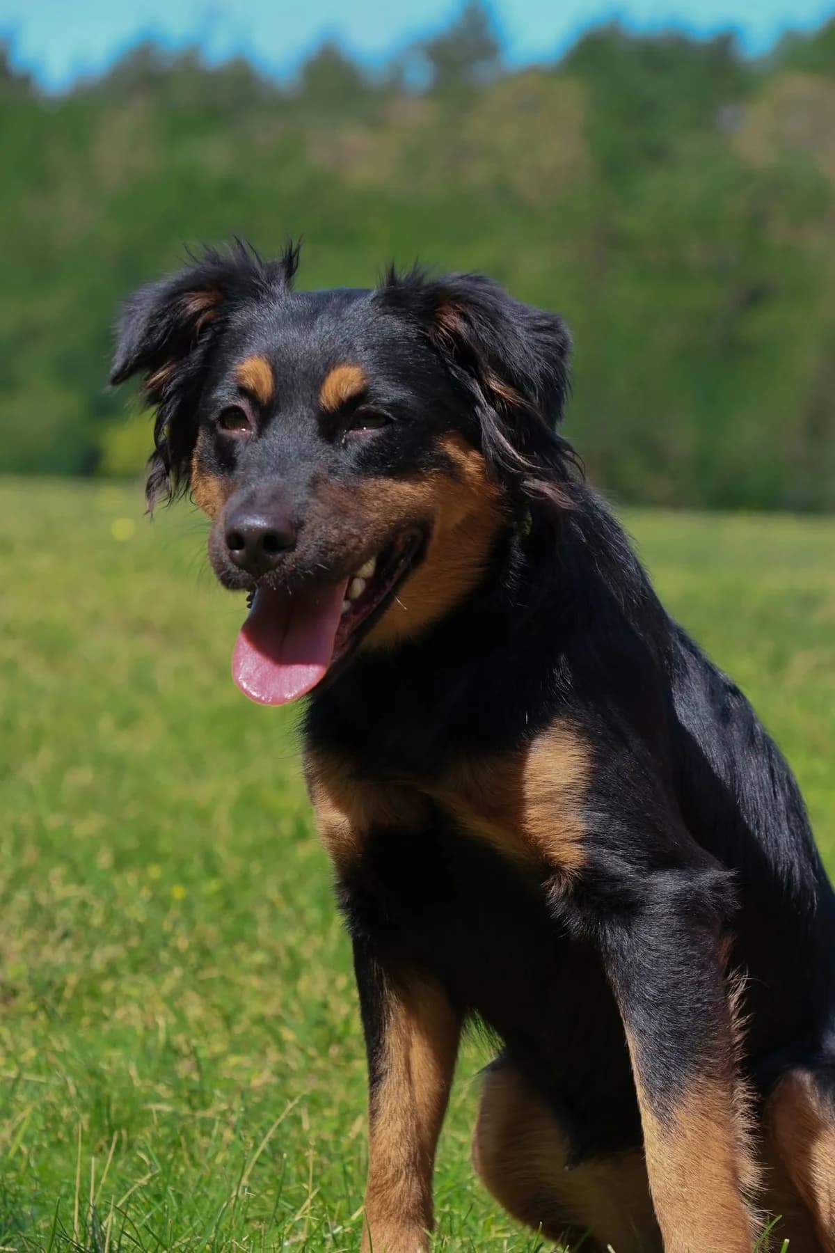 Kejsi, female Mixed Breed for adoption at Schronisko Radom, Radom