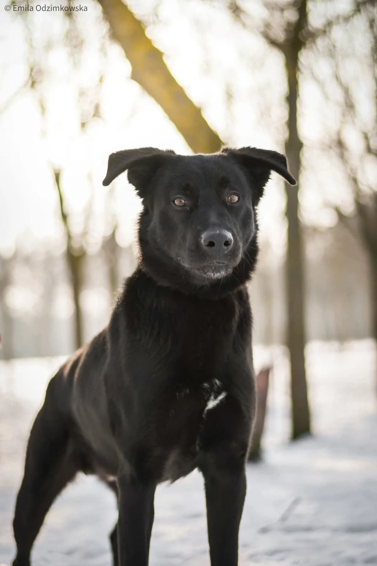 Kenzo, male Mixed Breed for adoption at Schronisko Radom, Radom