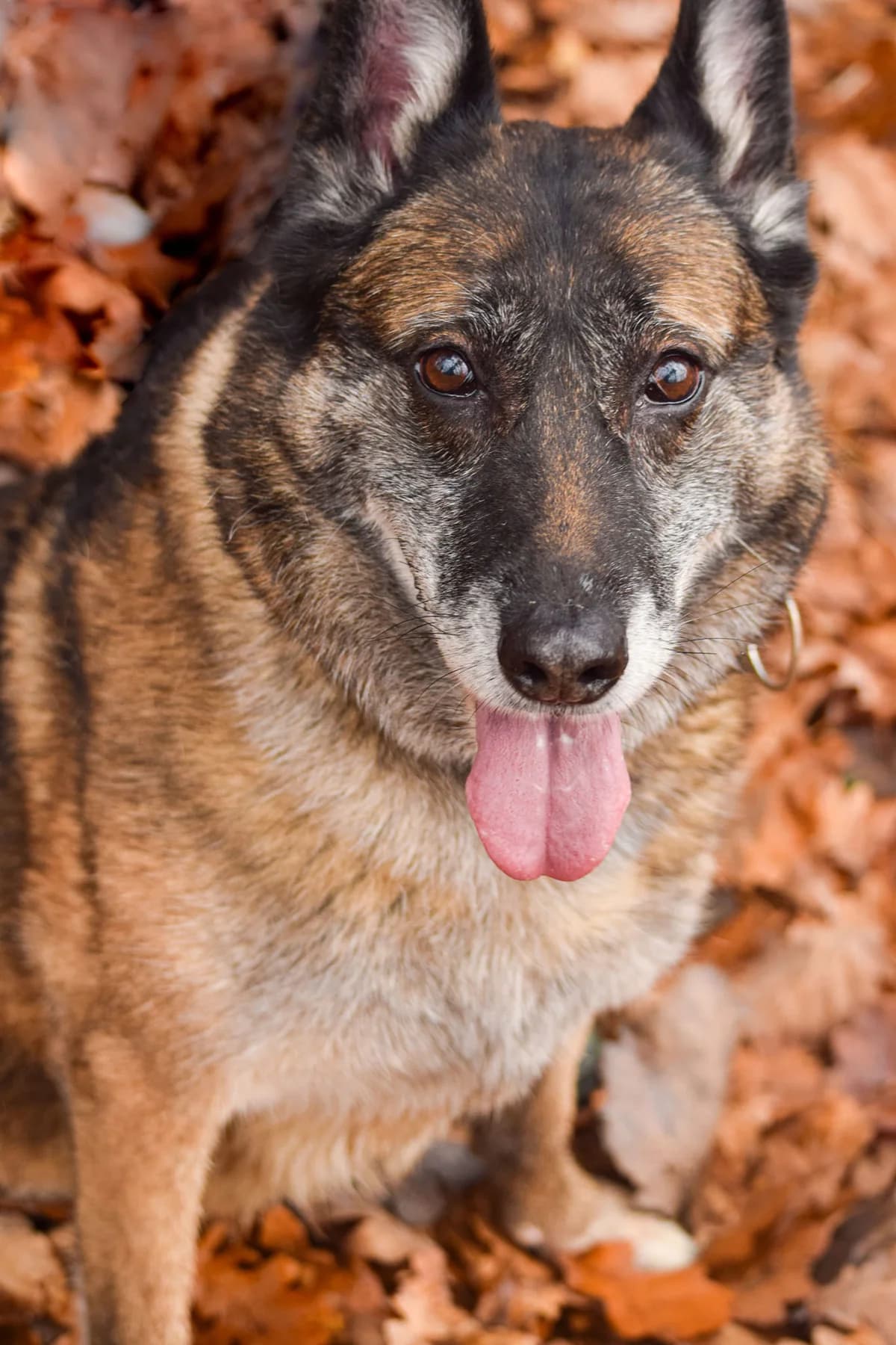 Klara, female Mixed Breed for adoption at Schronisko Radom, Radom