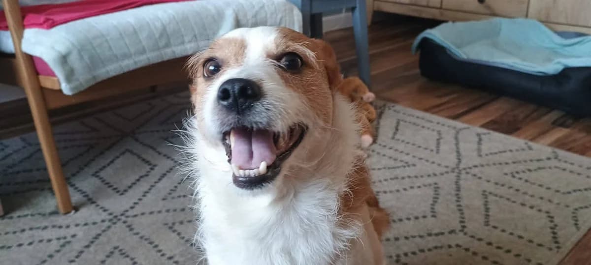 Kubuś, male 5yo Mixed Breed for adoption at Schronisko Radom, Radom