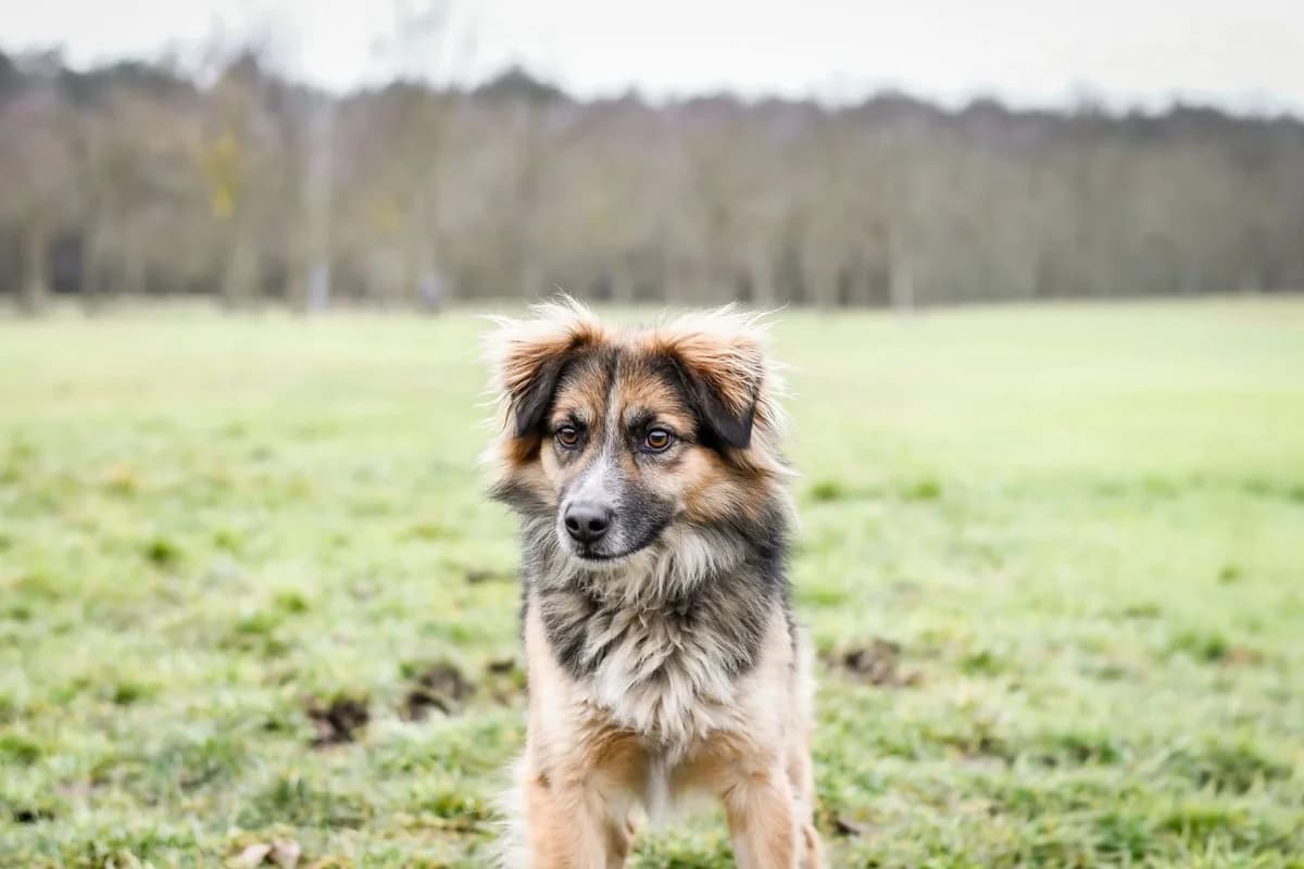 Kudłaty, male Mixed Breed for adoption at Schronisko Radom, Radom