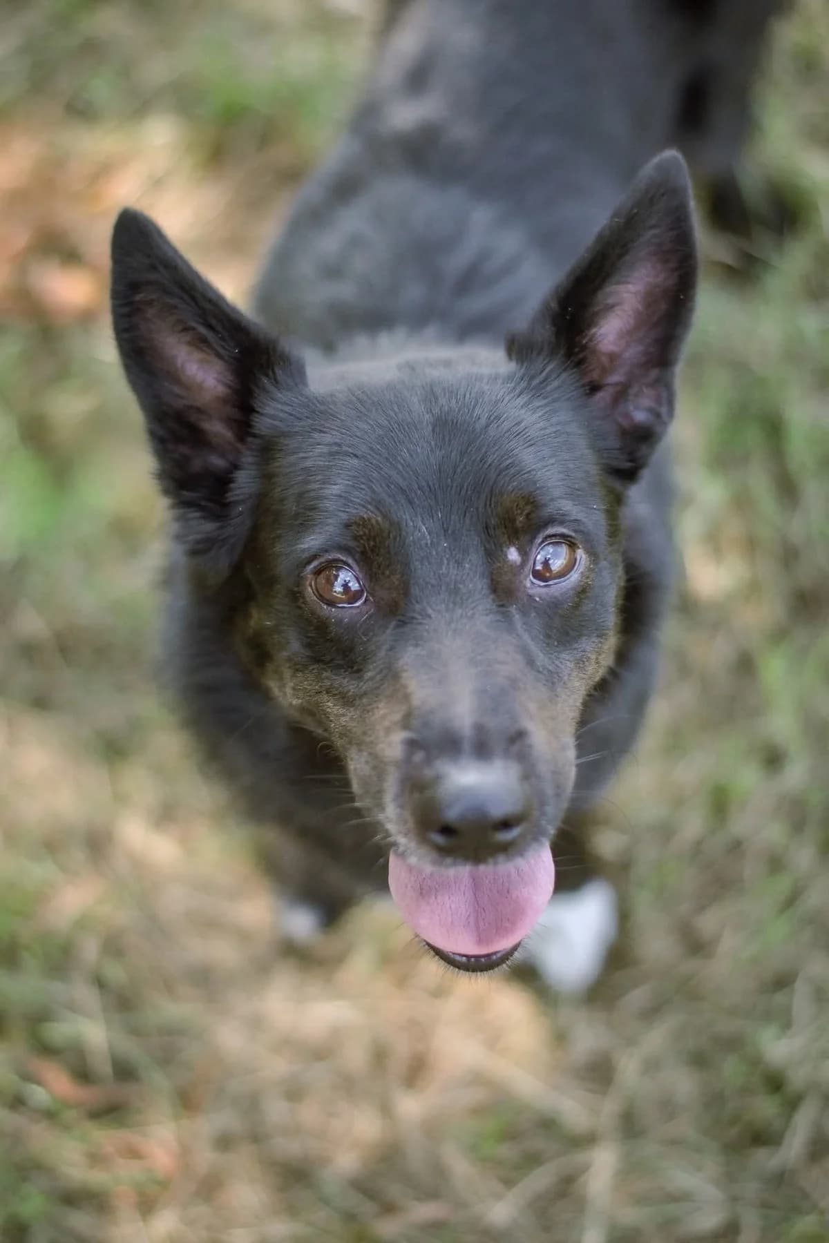 Łapcio, Mixed Breed for adoption at Schronisko Radom, Radom