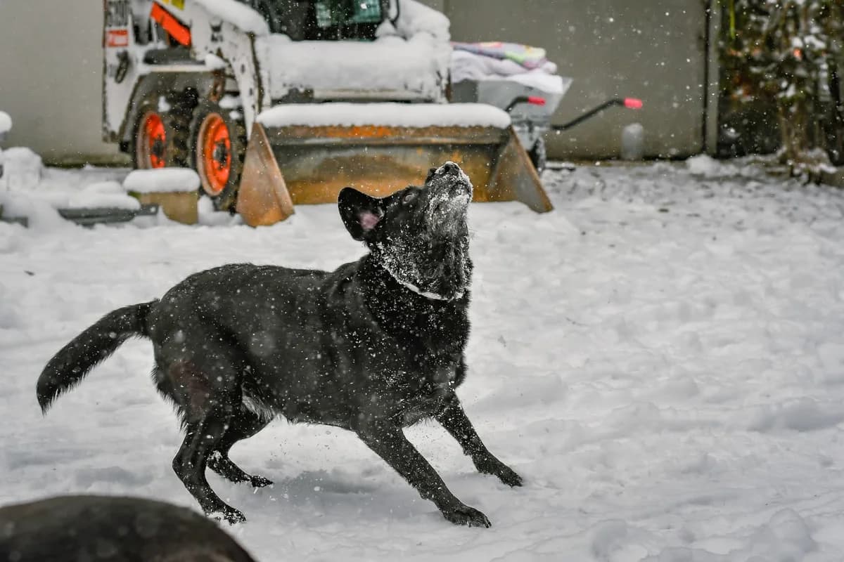 Lidka, senior Mixed Breed for adoption at Schronisko Radom, Radom