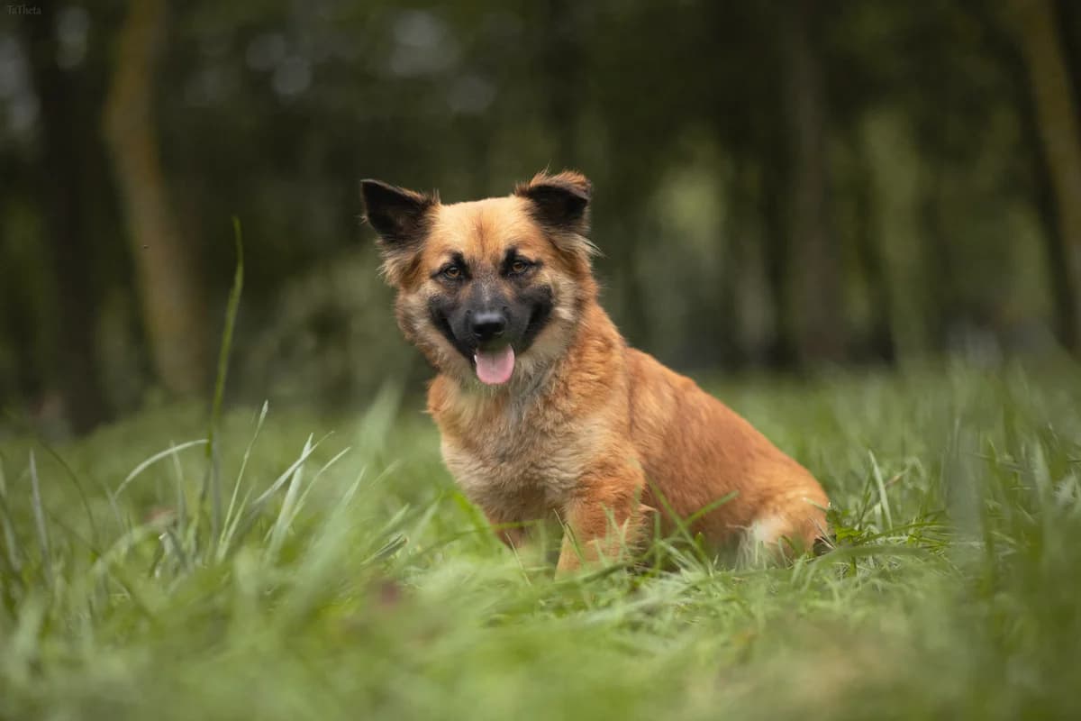 Lisek,  3yo Mixed Breed for adoption at Schronisko Radom, Radom