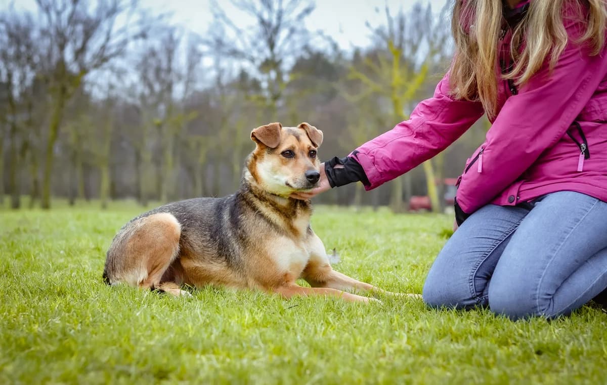 Lola, 6yo Mixed Breed for adoption at Schronisko Radom, Radom