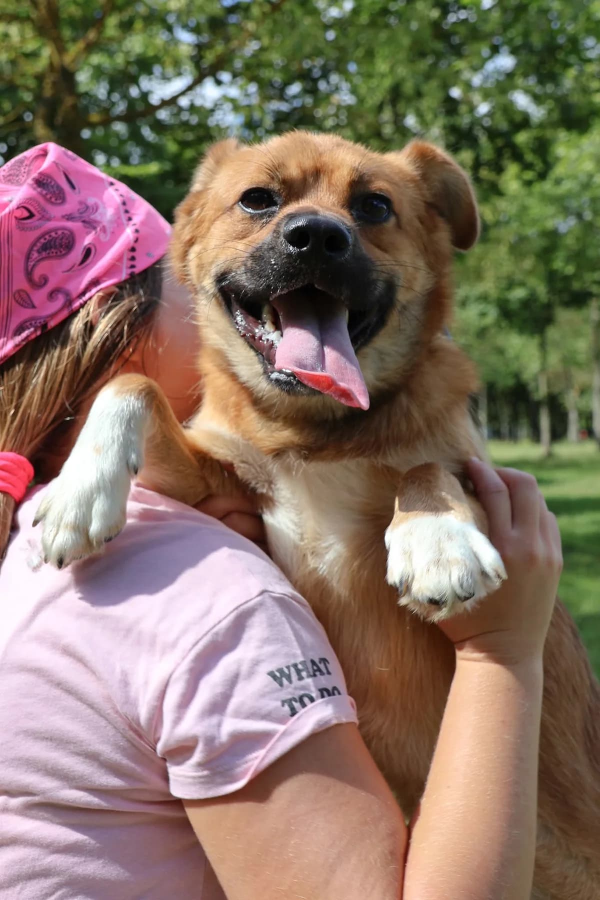 Lubiś, male Mixed Breed for adoption at Schronisko Radom, Radom