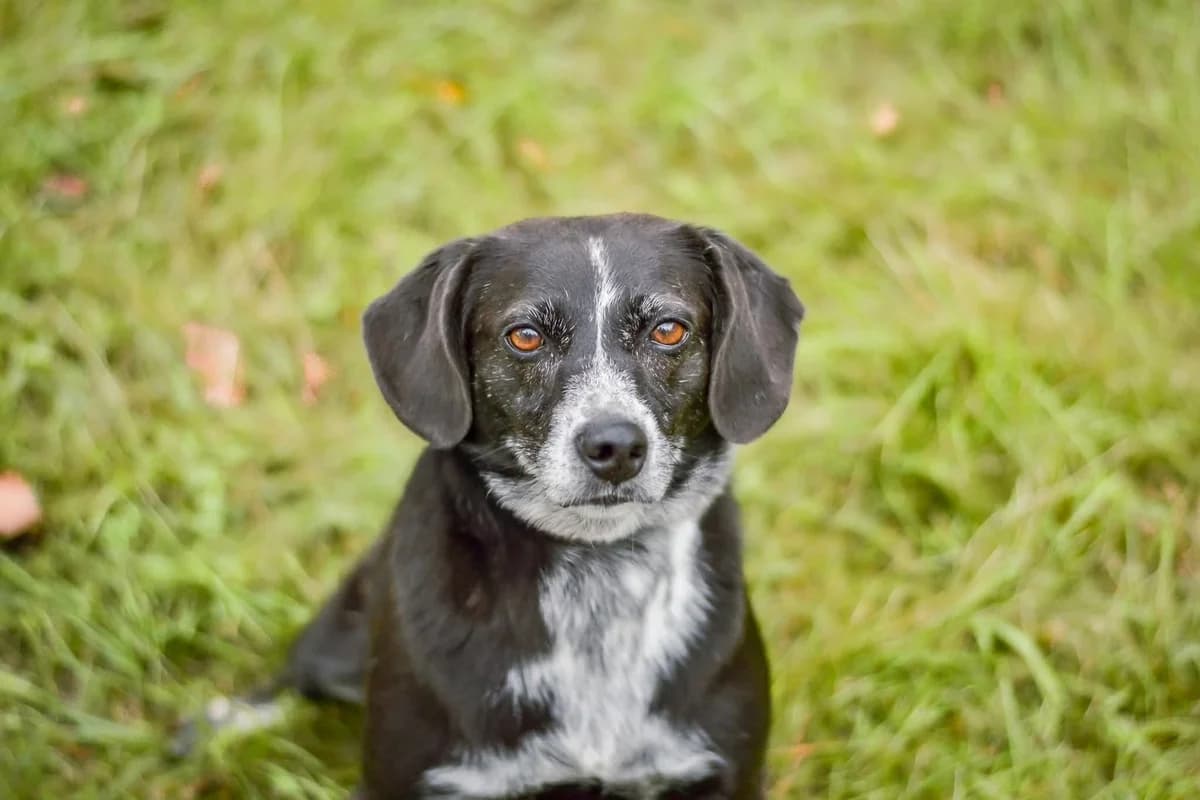 Lya, female Mixed Breed for adoption at Schronisko Radom, Radom