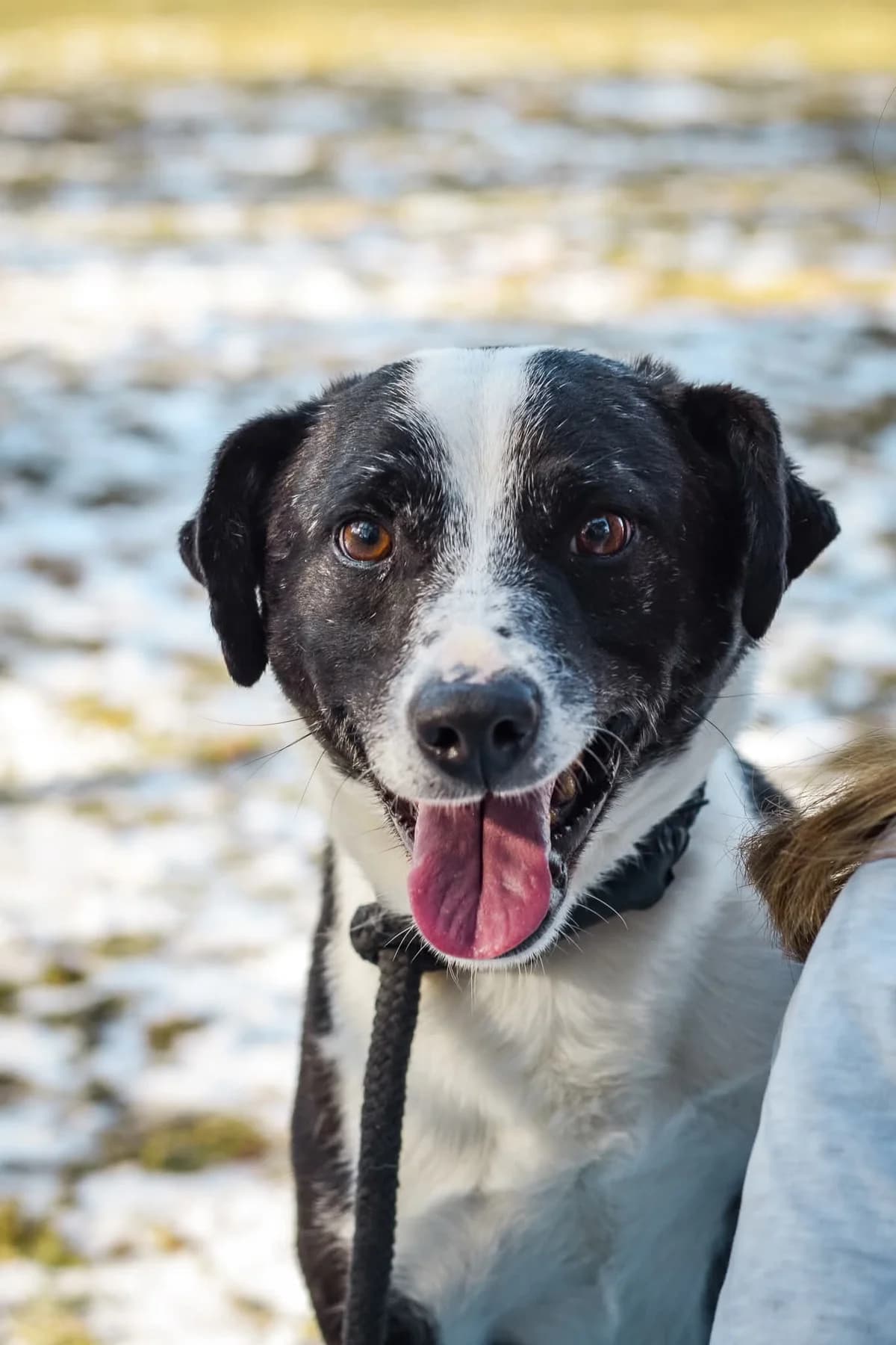 Maks, male Mixed Breed for adoption at Schronisko Radom, Radom