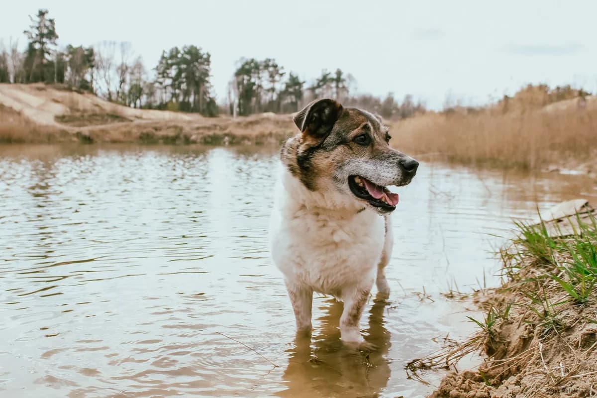 Malcolm, male Mixed Breed for adoption at Schronisko Radom, Radom