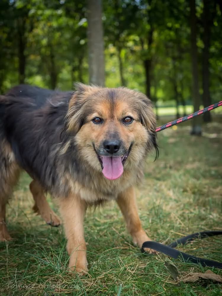 Malia,  Mixed Breed for adoption at Schronisko Radom, Radom
