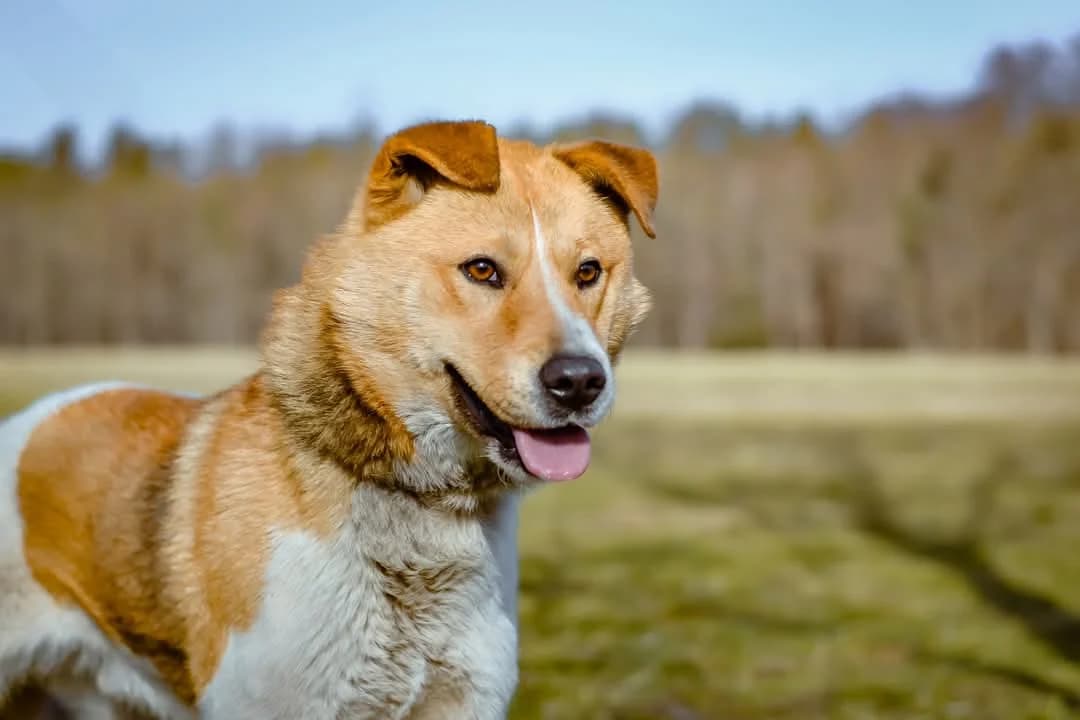 Maniek, male 3yo Mixed Breed for adoption at Schronisko Radom, Radom