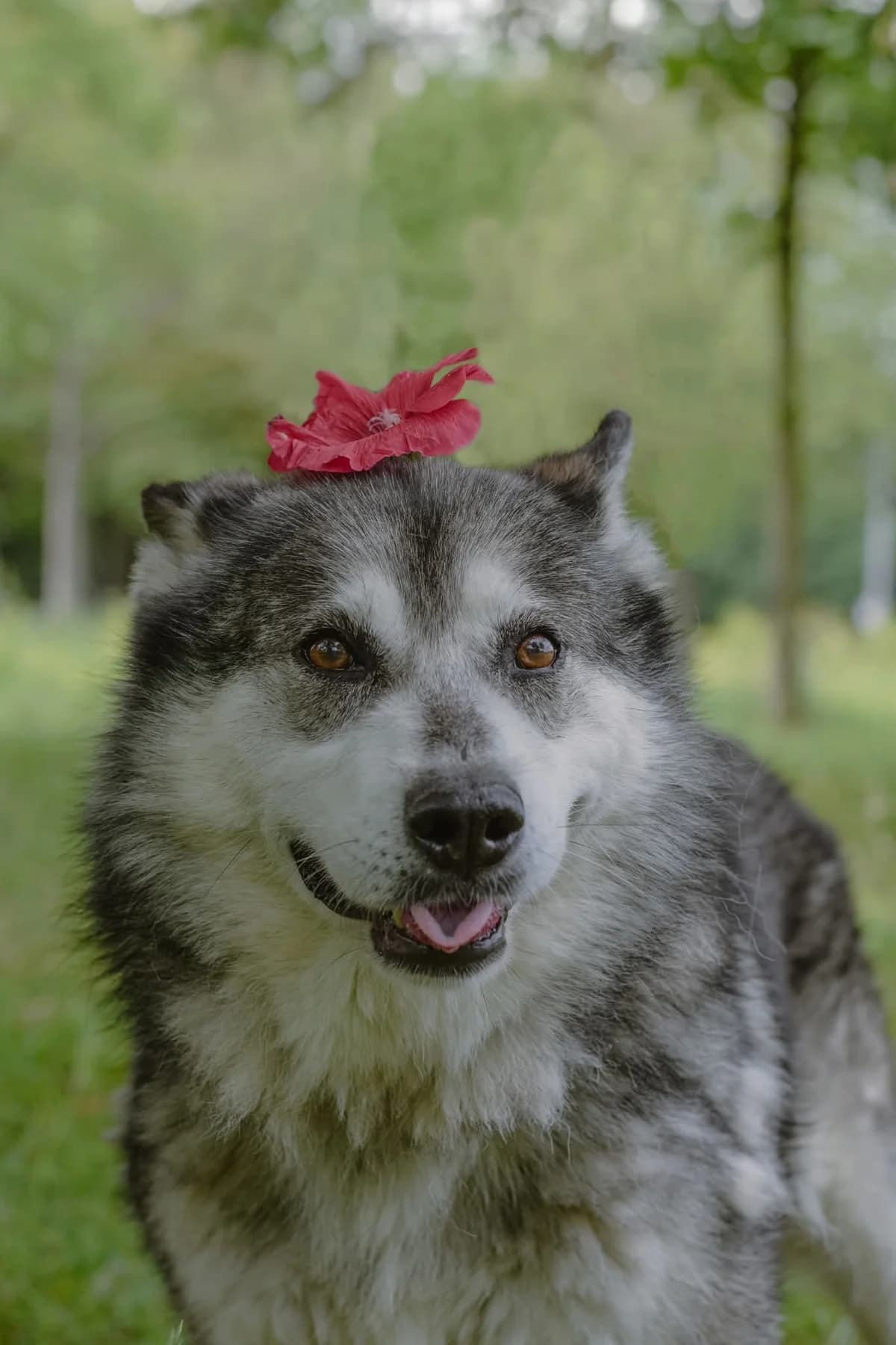 Max, senior Mixed Breed for adoption at Schronisko Radom, Radom