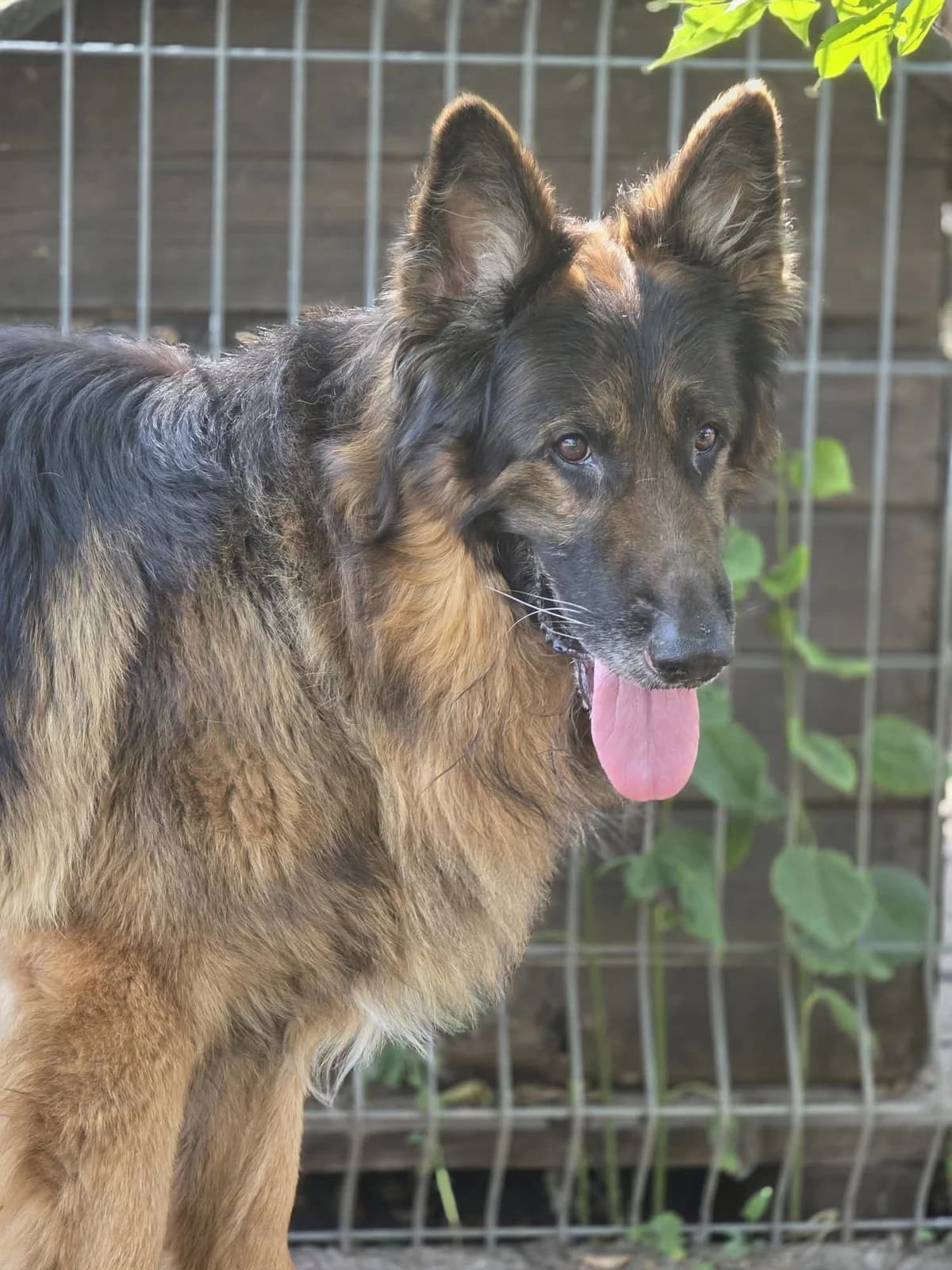 Max, male 7yo Mixed Breed for adoption at Schronisko Radom, Radom