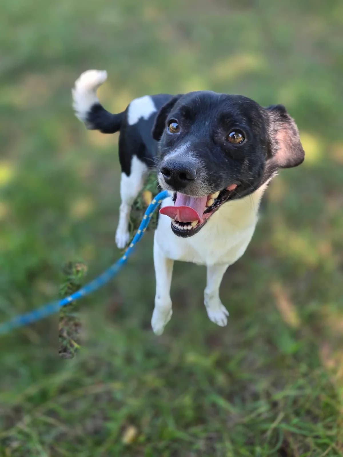 Mikuś,  Mixed Breed for adoption at Schronisko Radom, Radom