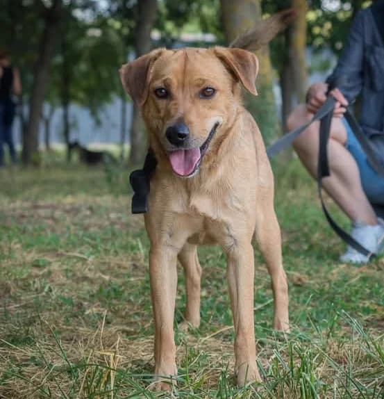 Miodek, male Mixed Breed for adoption at Schronisko Radom, Radom