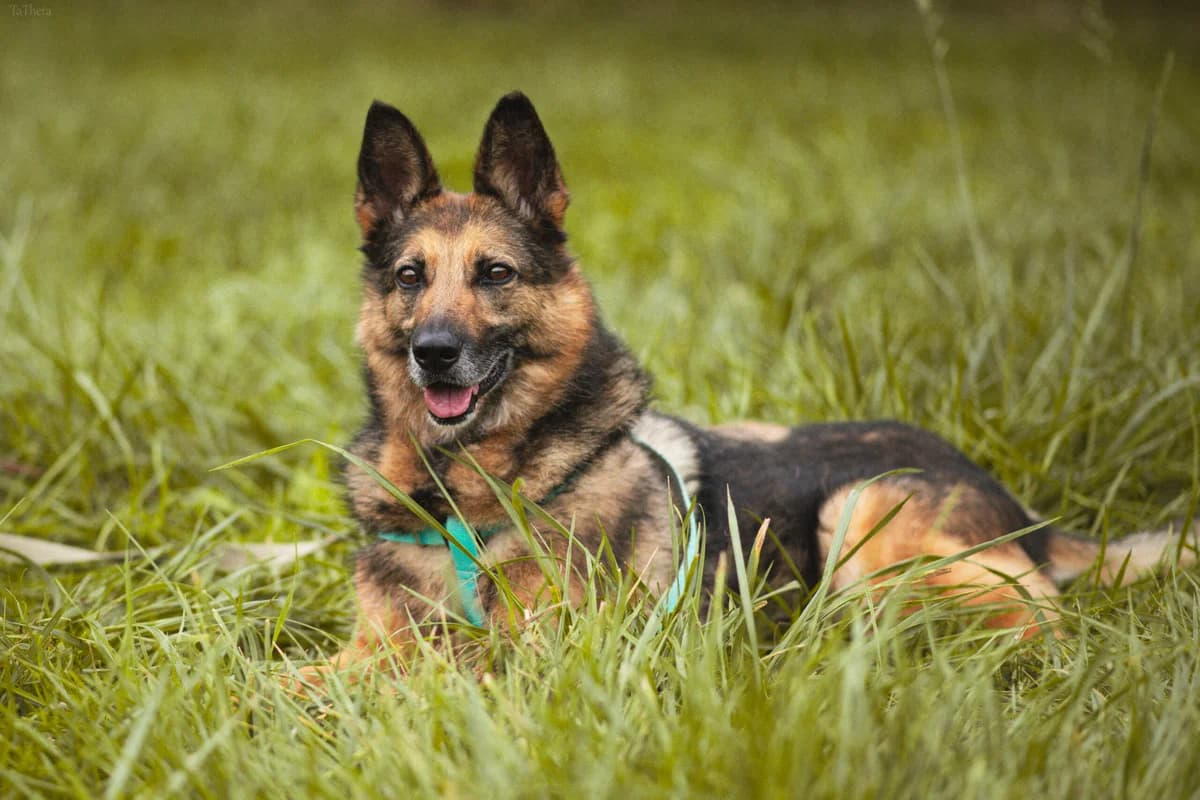 Montana, female senior Mixed Breed for adoption at Schronisko Radom, Radom