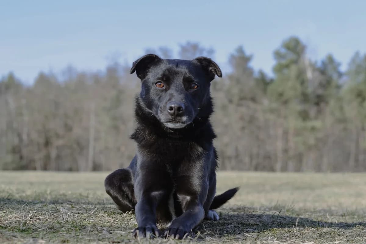 Negro, Mixed Breed for adoption at Schronisko Radom, Radom