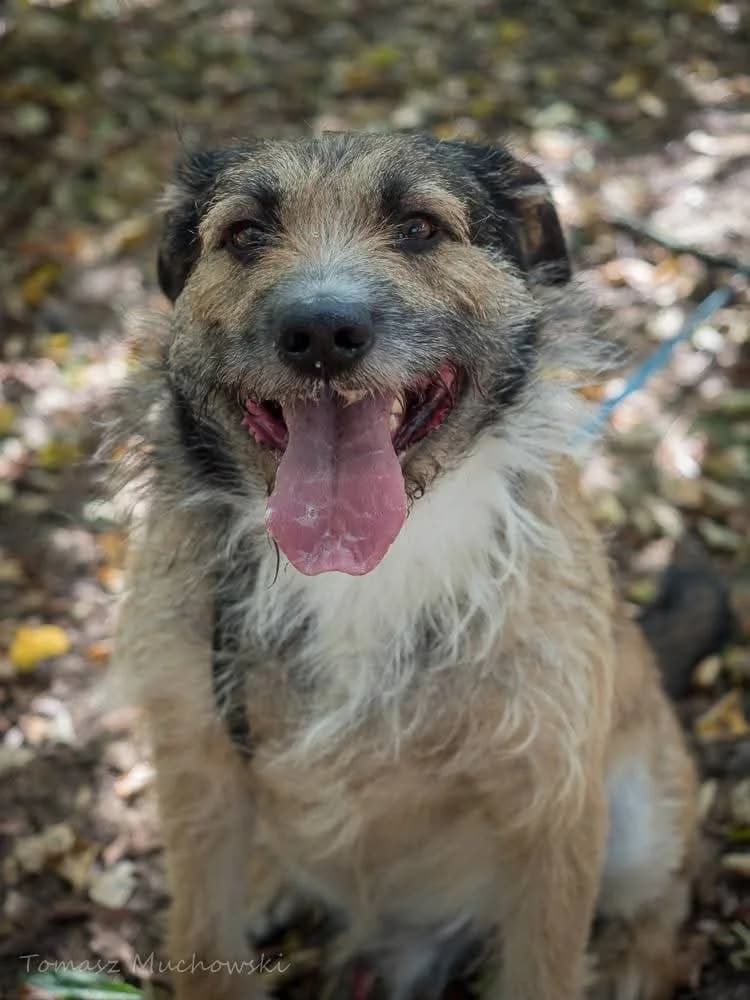 Paproch, male 6yo Mixed Breed for adoption at Schronisko Radom, Radom