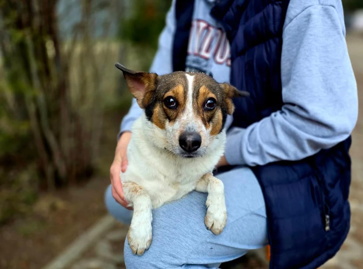 Pikusia,  puppy Mixed Breed for adoption at Schronisko Radom, Radom