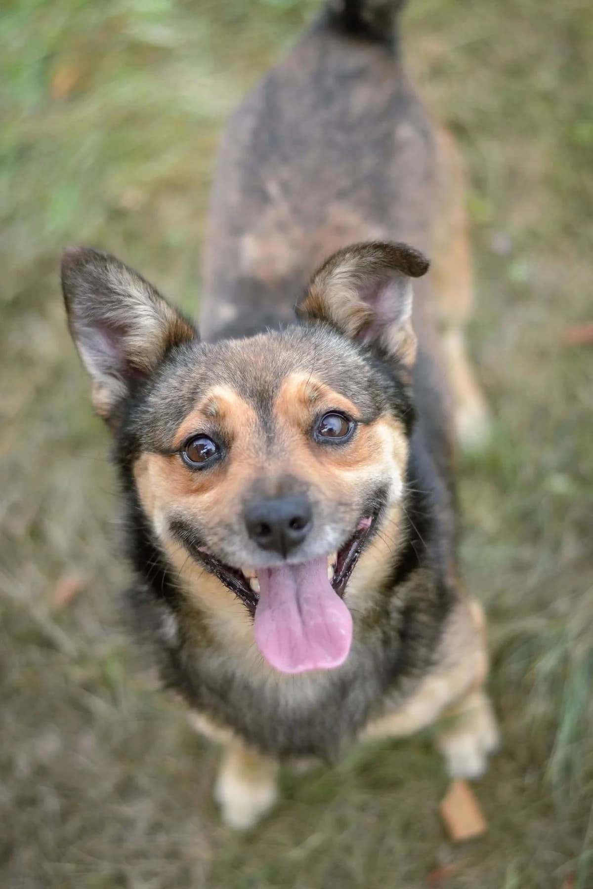 Pimpek,  Mixed Breed for adoption at Schronisko Radom, Radom
