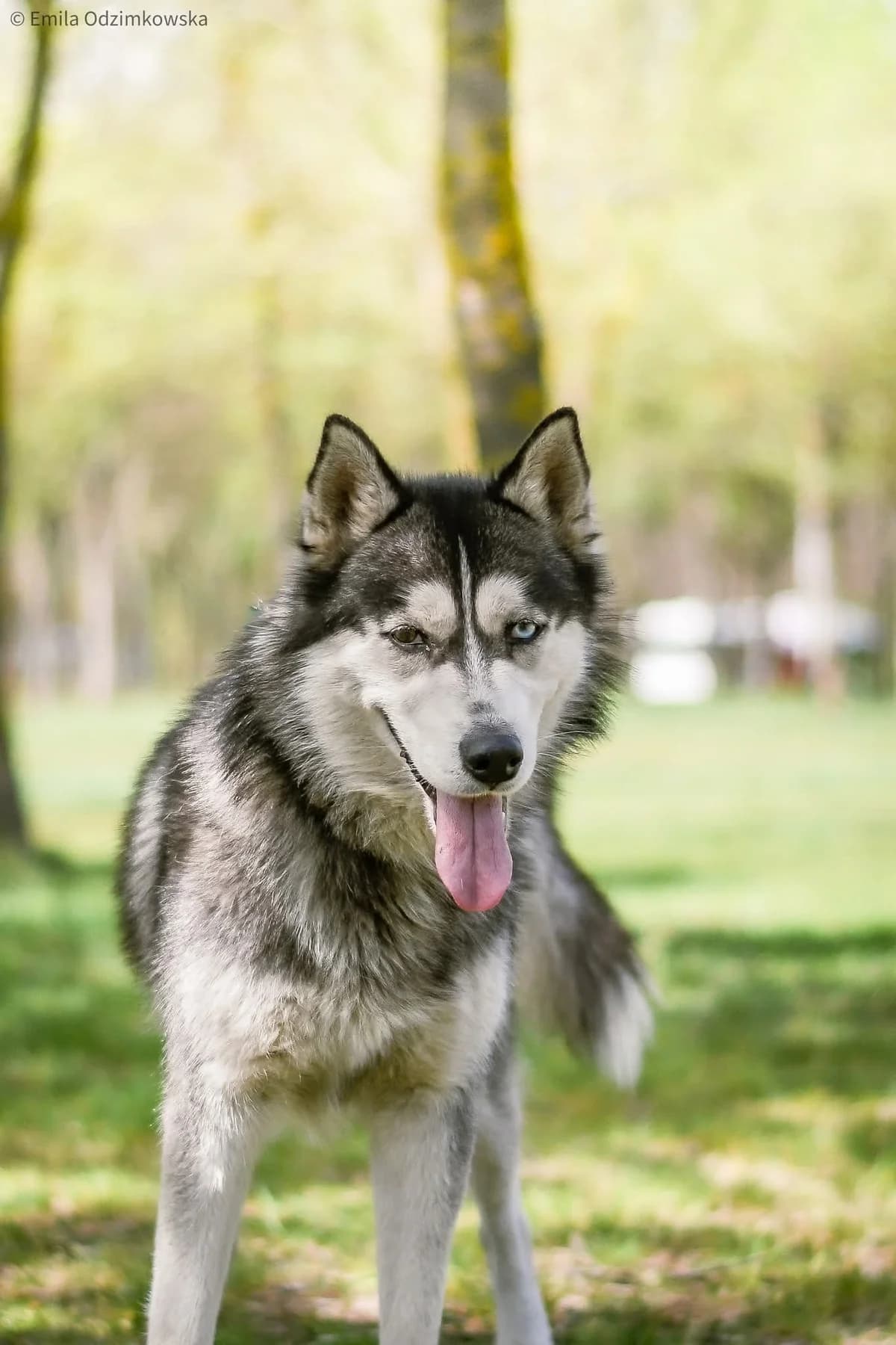 Piorun, male 4yo Mixed Breed for adoption at Schronisko Radom, Radom