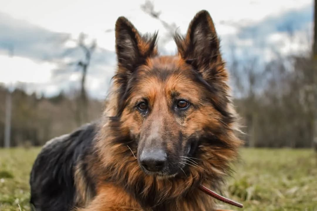 Pirania, female Mixed Breed for adoption at Schronisko Radom, Radom