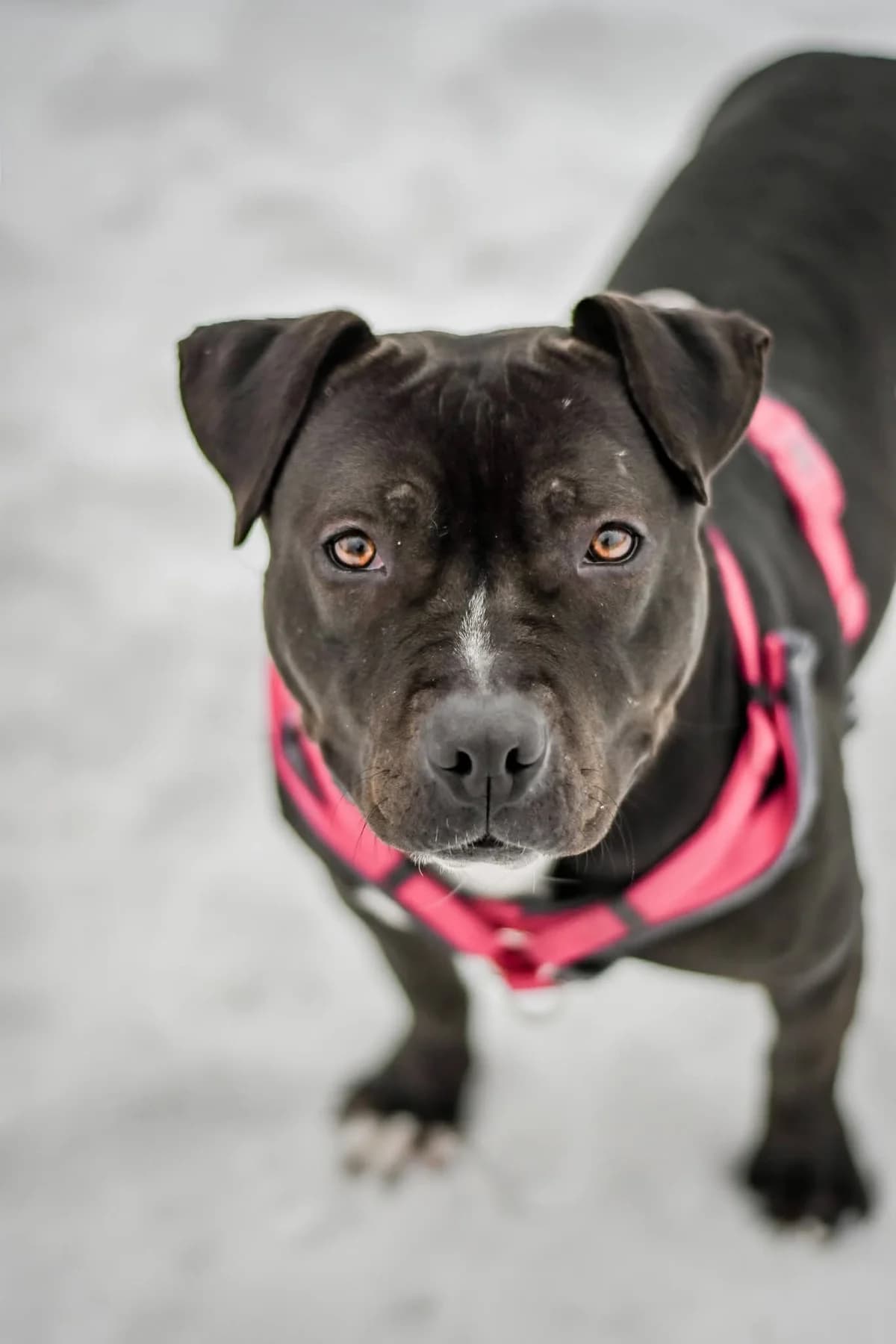 Puma, 5yo Mixed Breed for adoption at Schronisko Radom, Radom