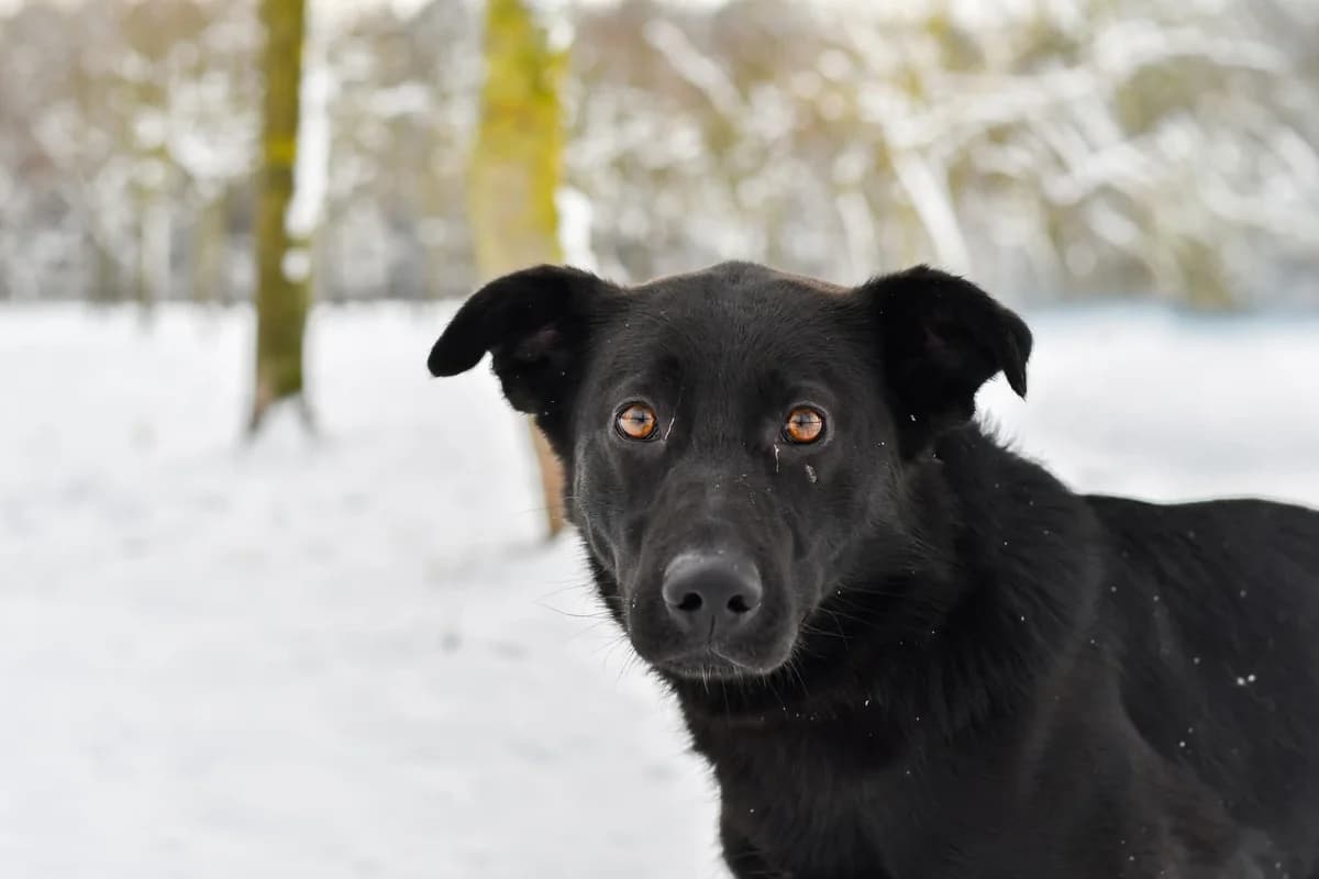 Rakija, female Mixed Breed for adoption at Schronisko Radom, Radom