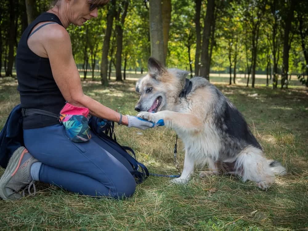 Ramona, female puppy Mixed Breed for adoption at Schronisko Radom, Radom