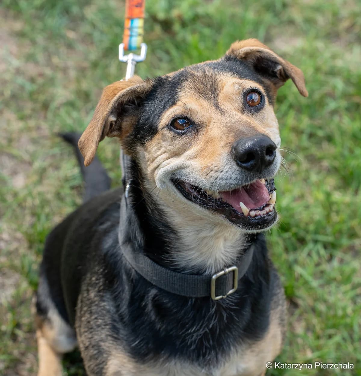Remik,  Mixed Breed for adoption at Schronisko Radom, Radom