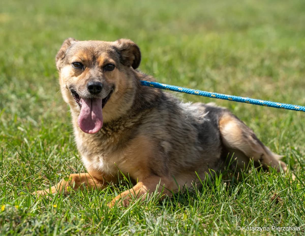 Reszka, female Mixed Breed for adoption at Schronisko Radom, Radom