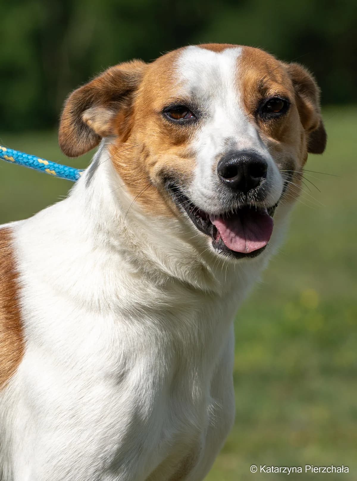 Rudi, male Mixed Breed for adoption at Schronisko Radom, Radom