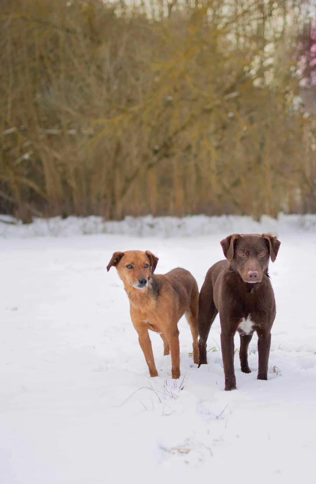 Rudzinek, male Mixed Breed for adoption at Schronisko Radom, Radom