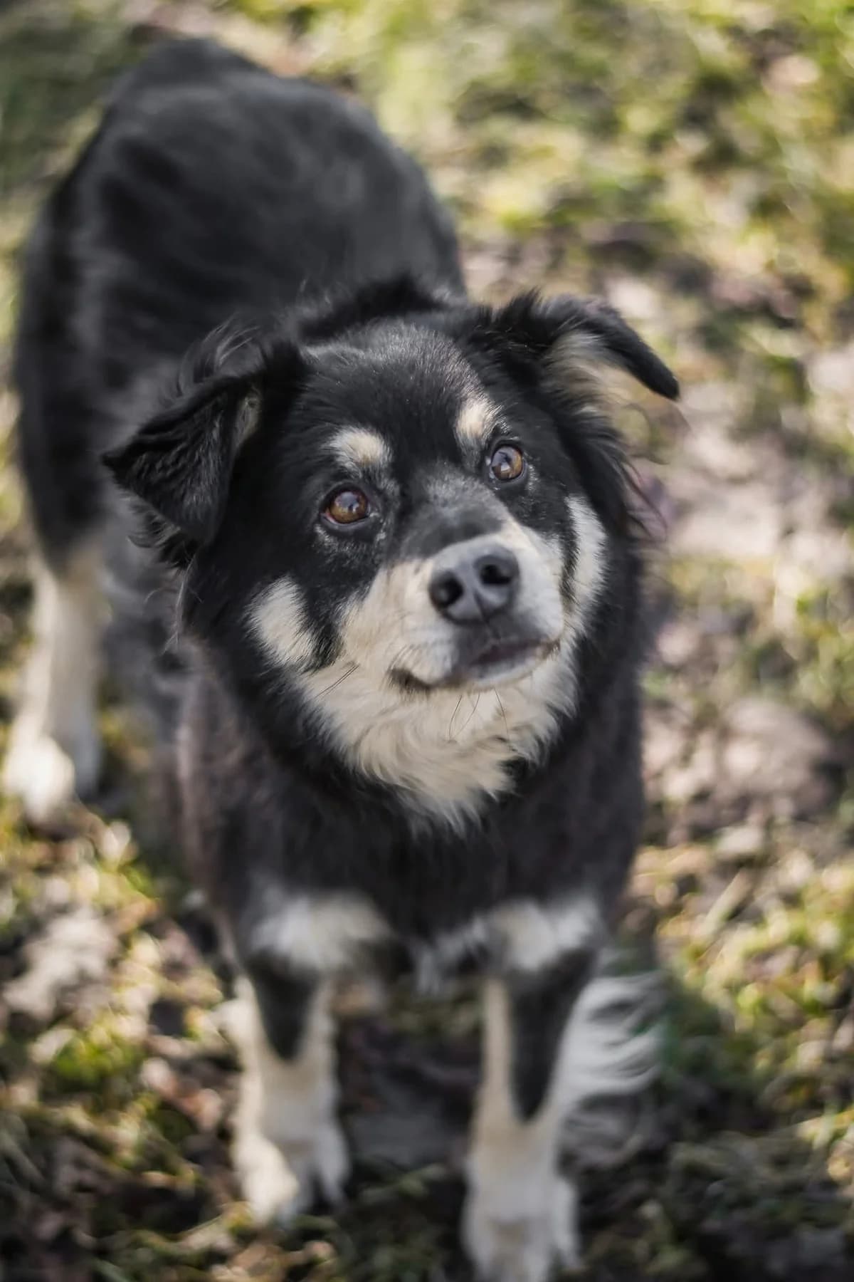 Sasza, 7yo Mixed Breed for adoption at Schronisko Radom, Radom