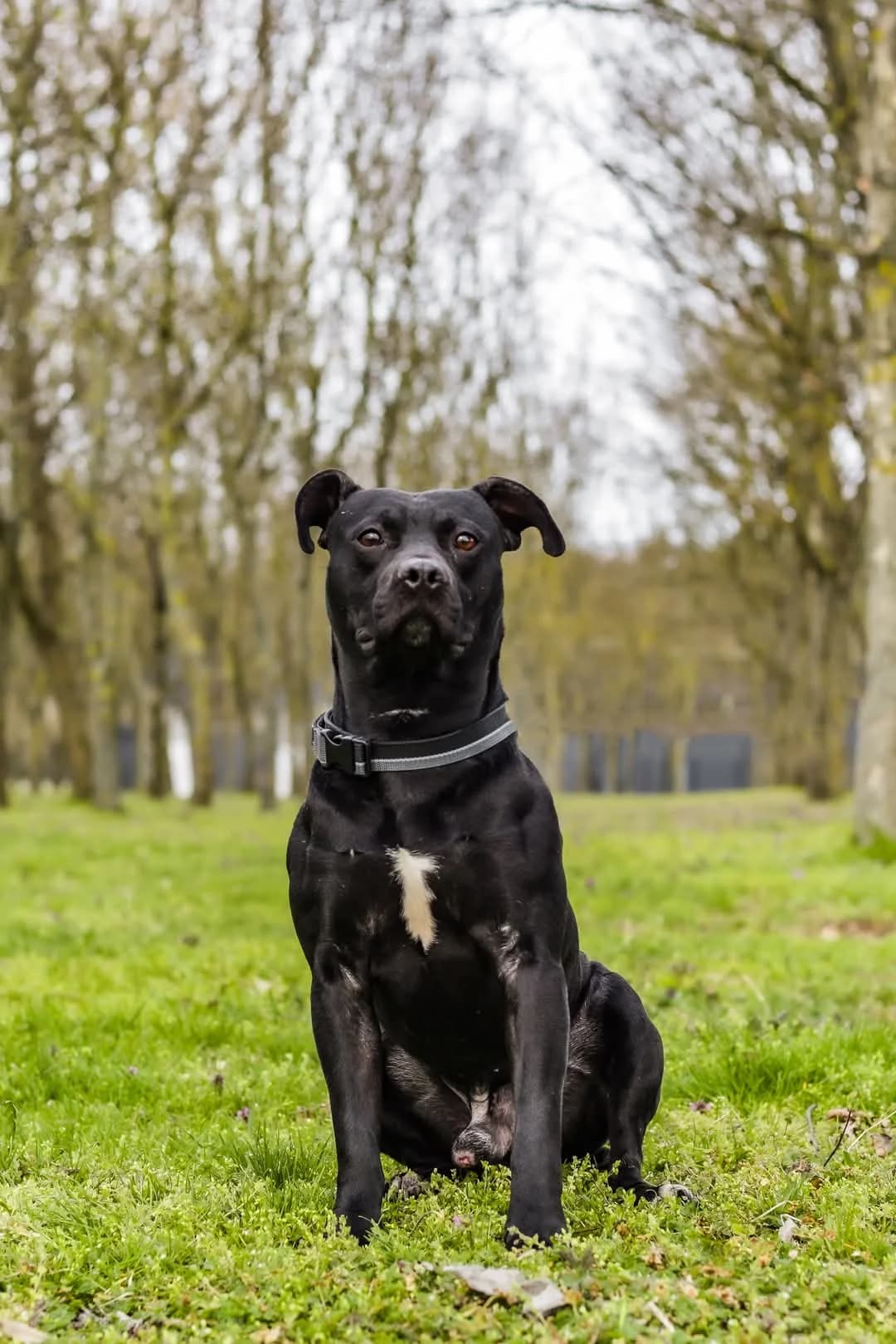 Scooby, male 3yo Mixed Breed for adoption at Schronisko Radom, Radom